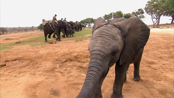 Animals at Work - Jabulani Elephant Guide