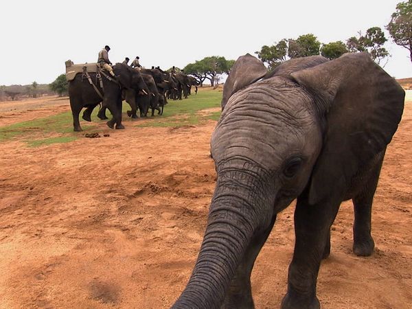 Animals at Work - Jabulani Elephant Guide