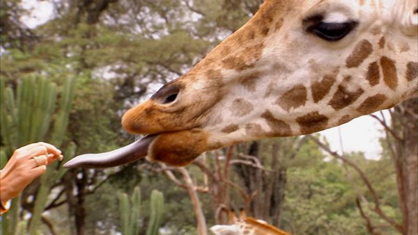 Animals at Work - Lynne Model Giraffe