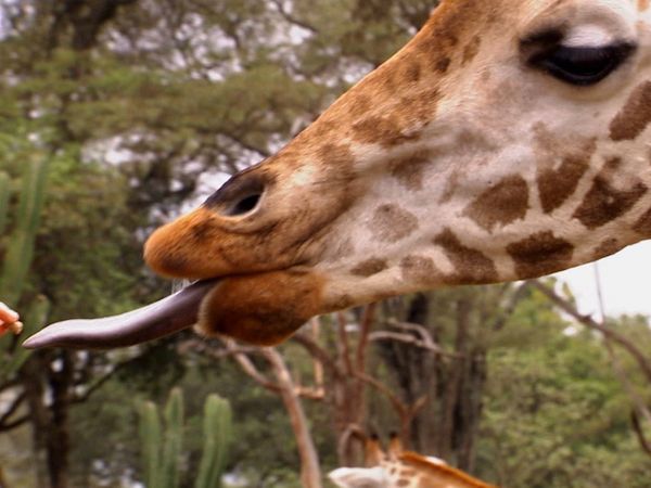 Animals at Work - Lynne Model Giraffe
