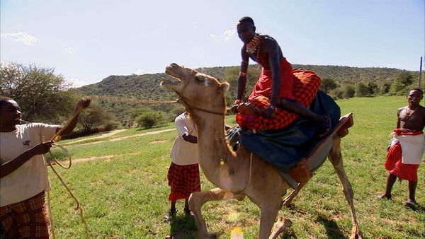 Animals at Work - Rasto Trekking Camel