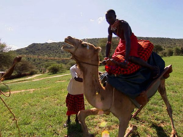 Animals at Work - Rasto Trekking Camel