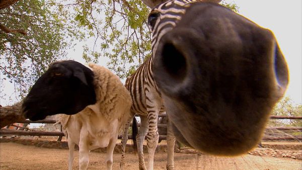Animals at Work - Pet Fashion Week
