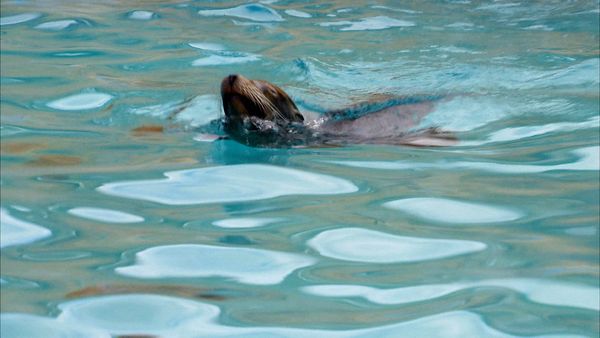 Animals at Work - Prerforming Sea Lions