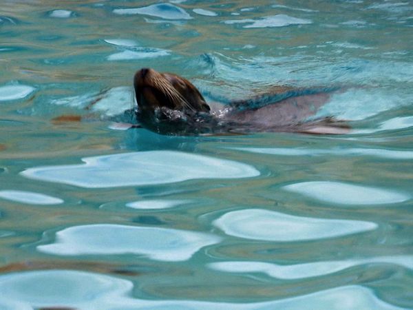 Animals at Work - Prerforming Sea Lions