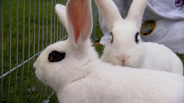 Animals at Work - Rabbit Model Competition