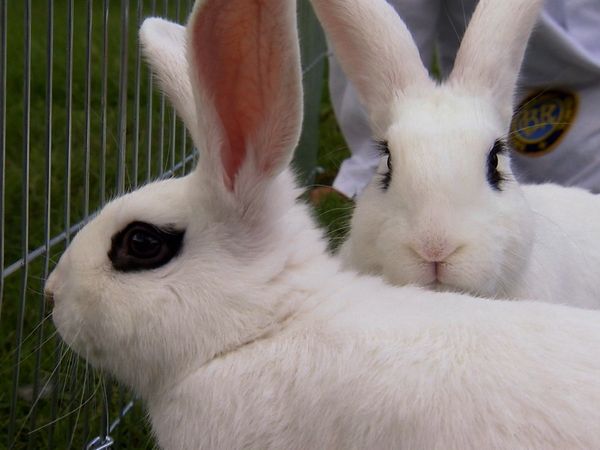 Animals at Work - Rabbit Model Competition