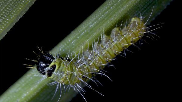 Conquerors - The Pine Processionnary Caterpillar