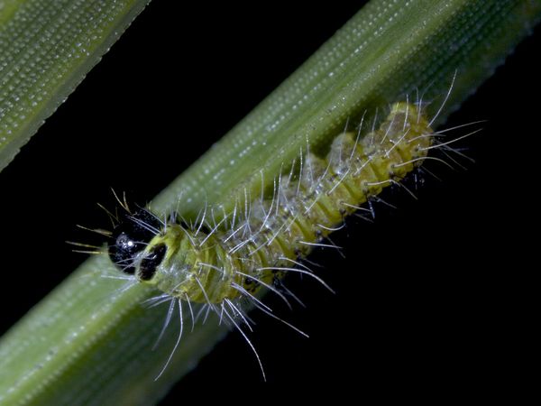 Conquerors - The Pine Processionnary Caterpillar