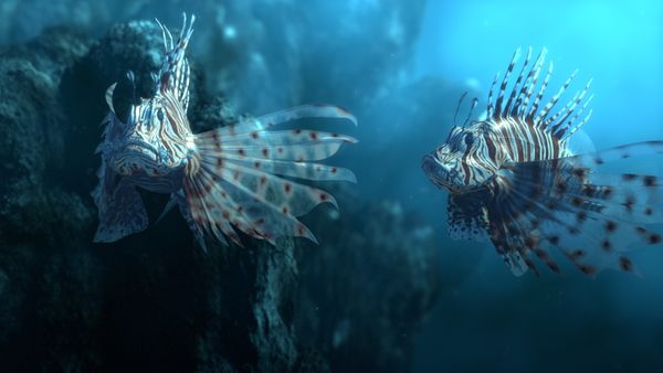 Conquerors - The Lionfish