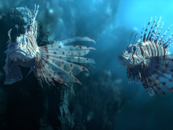 Conquerors - The Lionfish