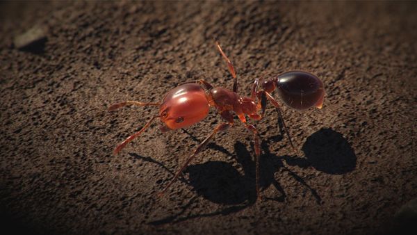 Conquerors - The Fire Ant