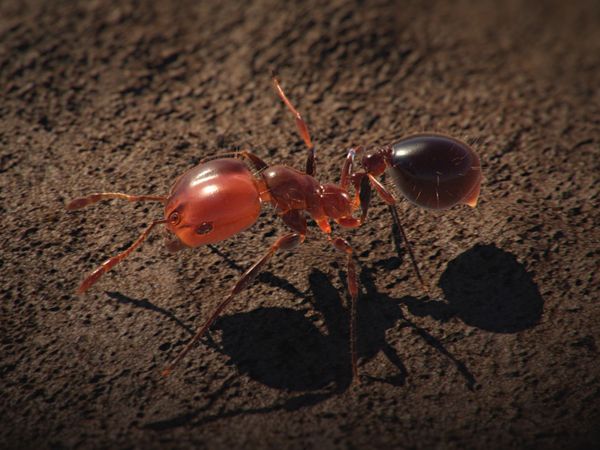 Conquerors - The Fire Ant