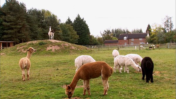 Animals at Work - Blaze Alpaca Security Guard