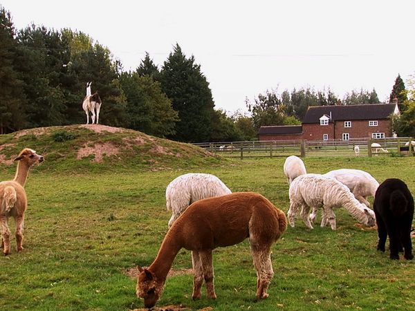 Animals at Work - Blaze Alpaca Security Guard