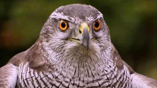 Animals at Work - Ellie Goshawk Camerawoman