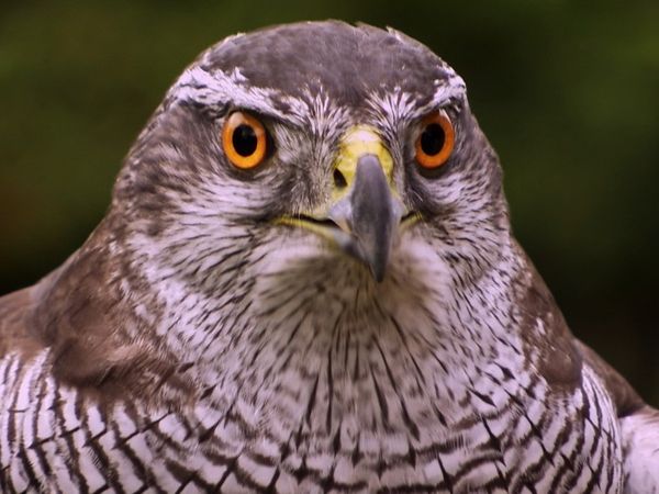 Animals at Work - Ellie Goshawk Camerawoman