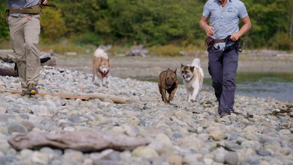 The Dog Dudes: Pack Power - No Place To Play