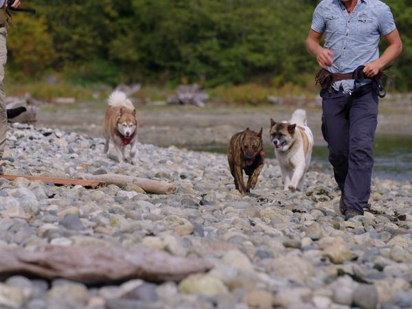 The Dog Dudes: Pack Power - No Place To Play