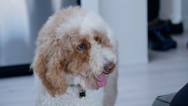 The Dog Dudes: Pack Power - Kane Chaos