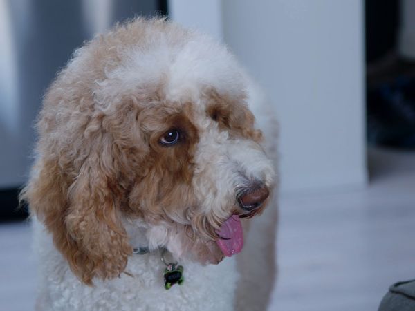 The Dog Dudes: Pack Power - Kane Chaos