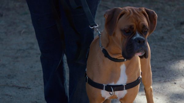 The Dog Dudes: Pack Power - Dr. Jekyll and Mr. Hyde