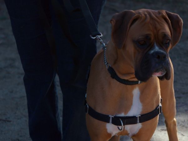 The Dog Dudes: Pack Power - Dr. Jekyll and Mr. Hyde