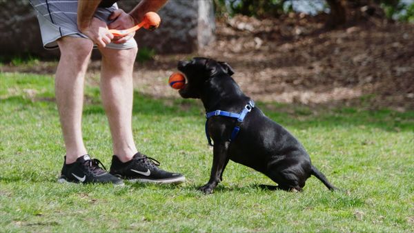 The Dog Dudes: Pack Power - The Man-Hating Pit Bull