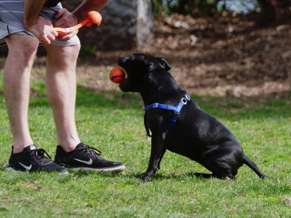 The Dog Dudes: Pack Power - The Man-Hating Pit Bull