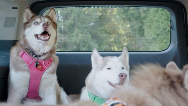 The Dog Dudes: Pack Power - Human Herder