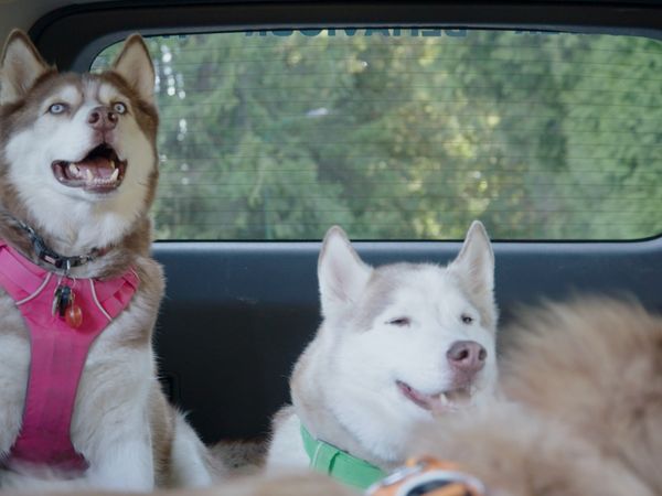 The Dog Dudes: Pack Power - Human Herder