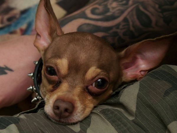 The Dog Dudes: Pack Power - The Tiny Tyrannt