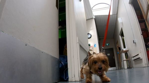 The Dog Dudes: Pack Power - The Sheltered Life