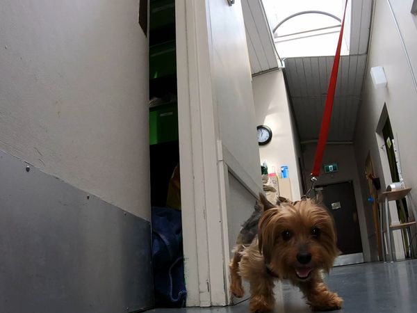 The Dog Dudes: Pack Power - The Sheltered Life