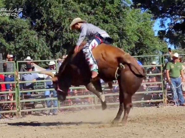 Estrellas del Jaripeo - Estrellas del Jaripeo B56 Wilson NC