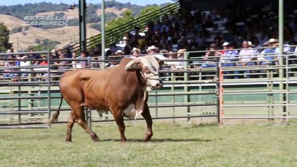 Estrellas del Jaripeo - Norte de California