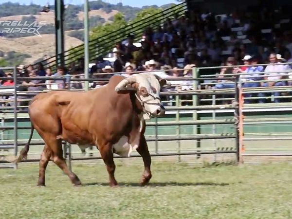 Estrellas del Jaripeo - Norte de California