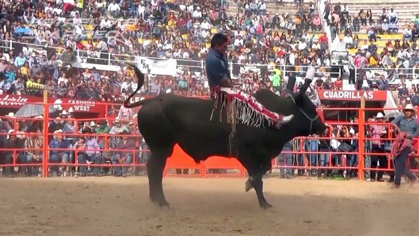 Estrellas del Jaripeo - B73 Fin de Año