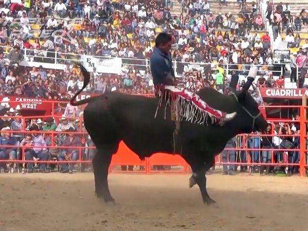 Estrellas del Jaripeo - B73 Fin de Año