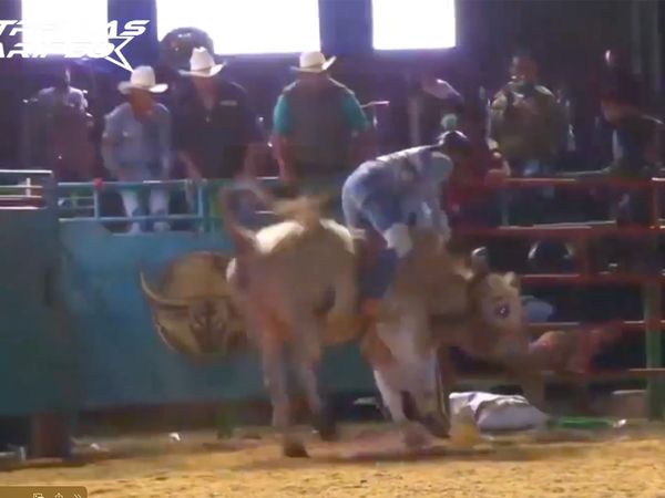 Estrellas del Jaripeo - King City