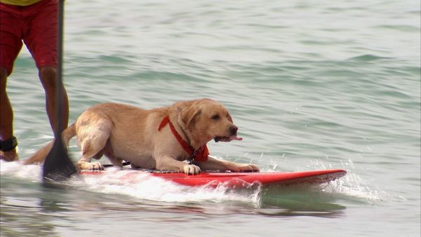 Animals at Work - Pono Actor Dog
