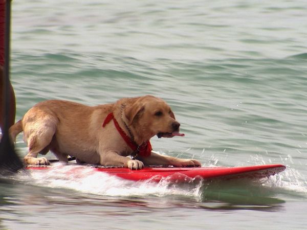 Animals at Work - Pono Actor Dog