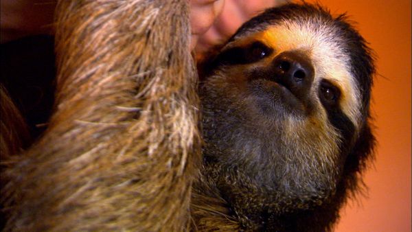 Animals at Work - Layla Public Relations Sloth