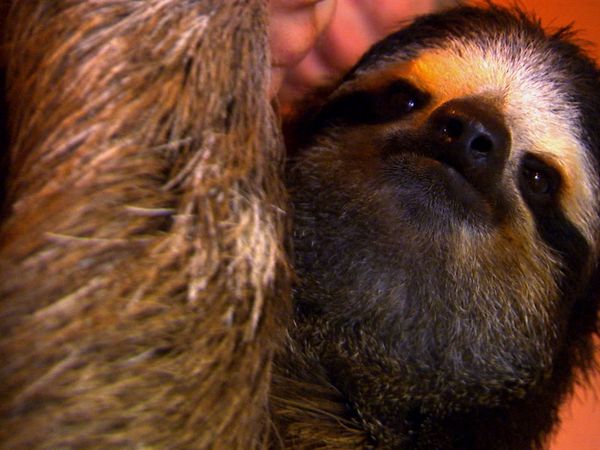 Animals at Work - Layla Public Relations Sloth