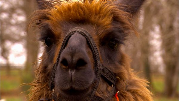Animals at Work - Mocha Llama Golf Caddy