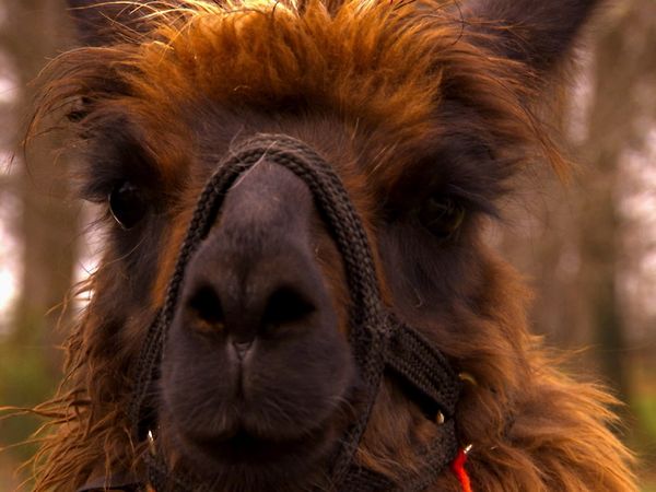 Animals at Work - Mocha Llama Golf Caddy