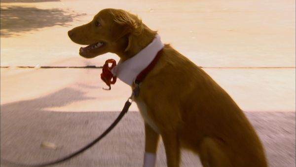 Animals at Work - Frankie Politician Dog