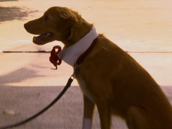 Animals at Work - Frankie Politician Dog