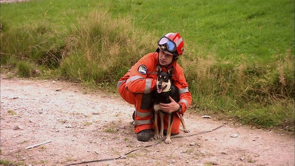 Animals at Work - Jip Firefighter Pup
