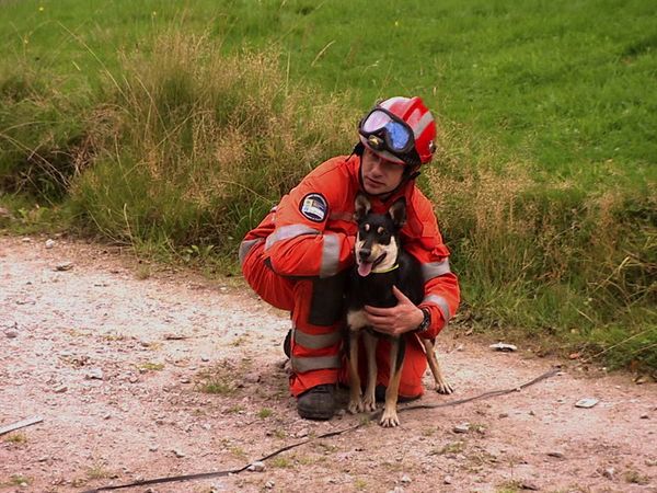 Animals at Work - Jip Firefighter Pup